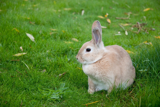 食用兔子肉需要注意哪些方面的问题